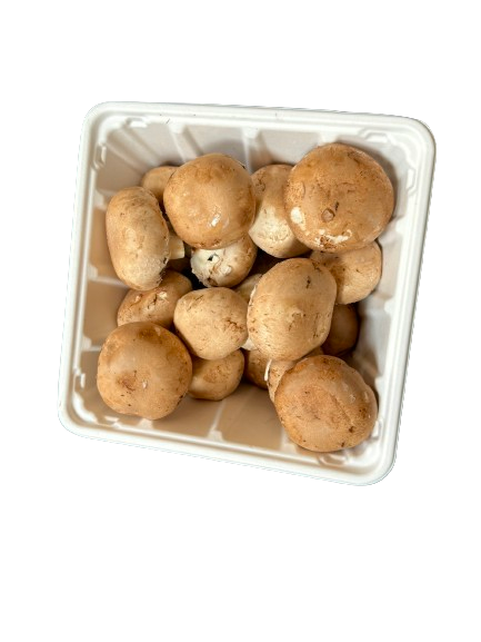 Hot! GreenPack Square Mushroom Tray 46oz