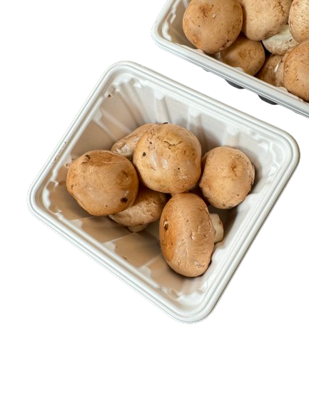 Hot! GreenPack Square Mushroom Tray 46oz