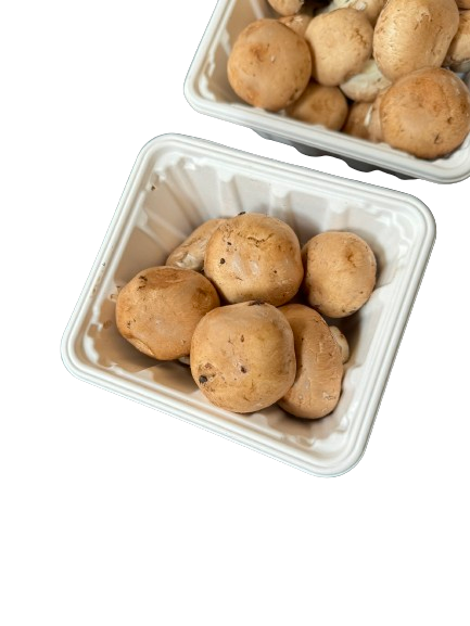 Hot! GreenPack 110oz/3200ml Compostable Mushroom Box — BPI Certified | OEM/ODM Available