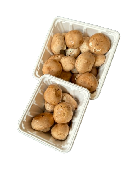 GreenPack 120oz/ 3600ml Compostable Mushroom Box — BPI Certified | OEM/ODM Available